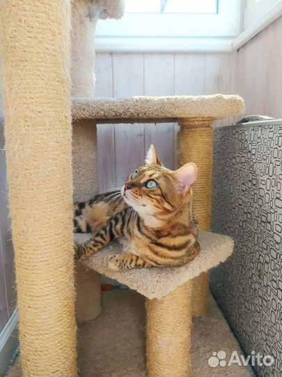 Бенгальская кошечка