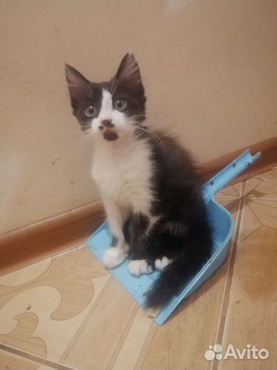 Котята отдам в хорошие руки