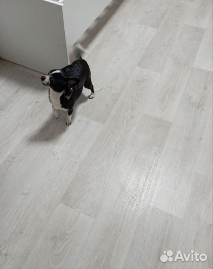 Линолеум Ригард 4 / От 1,5 до 4м Утепленный