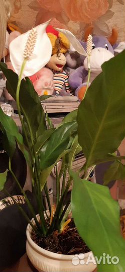 Спатифиллум