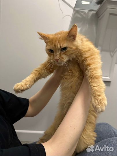 Метис мейн-куна в добрые руки