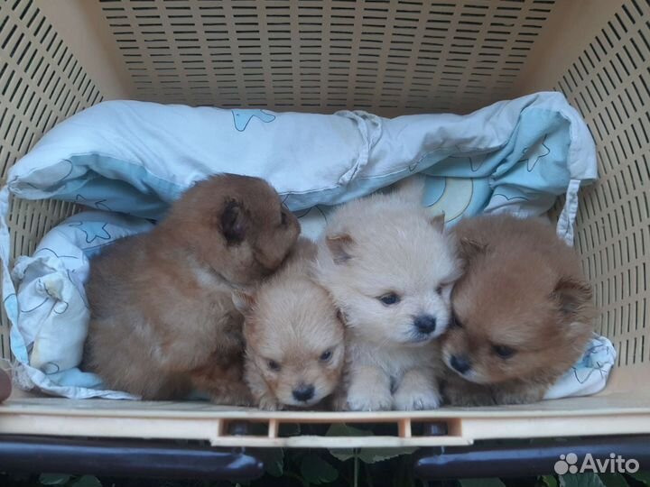 Щенки шпица мини