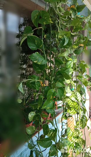 Эпипремнум золотистый сциндапсус, растение