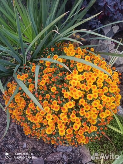 Цветы многолетники