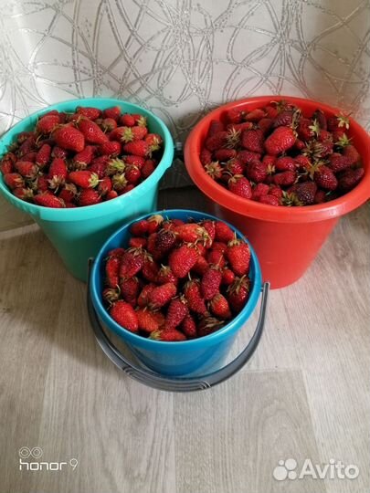 Ягода Клубника Земляника Виктория