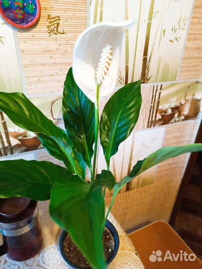 Спатифиллум