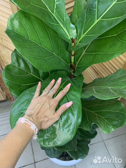Фикус Лирата 160 см