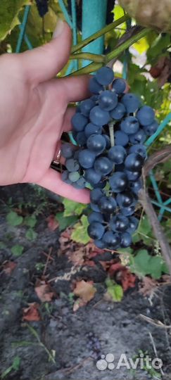 Виноград