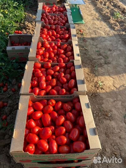 Помидоры Оптом