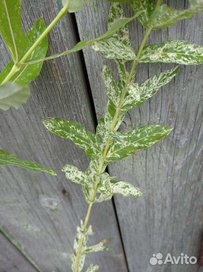 Ива Хакуро-нишике и Свердловская извилистая