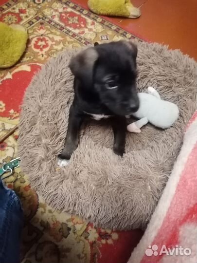 Щенок в добрые руки бесплатно