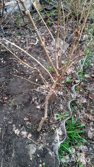 Продаются саженцы амурского бархата