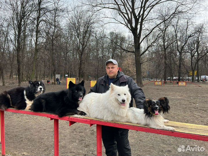 Кинолог, коррекция поведения