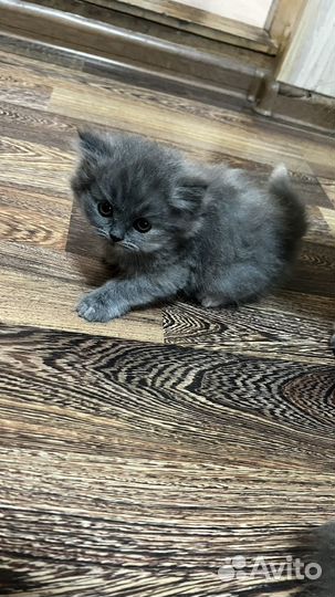 Британская кошка