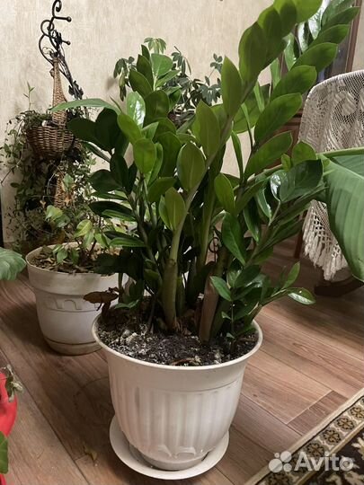 Замиокулькас