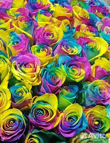 Радужные розы яркий цвет