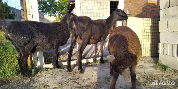 Овцы бараны ягнята, Гисарские