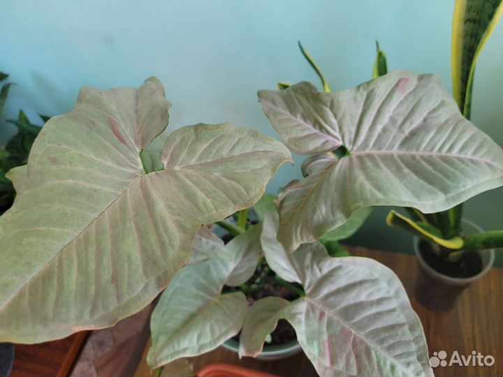 Сингониум Неон Пинк