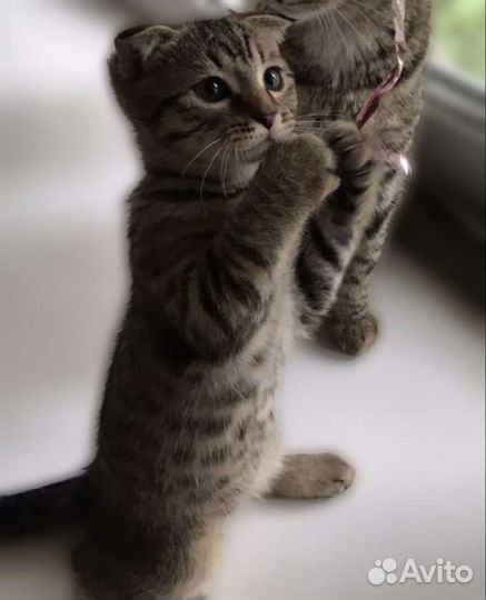 Шотландский котенок