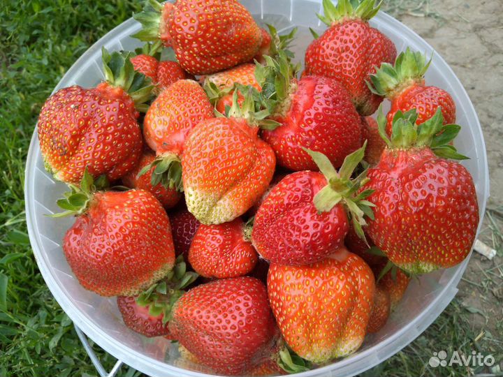 Рассада клубники