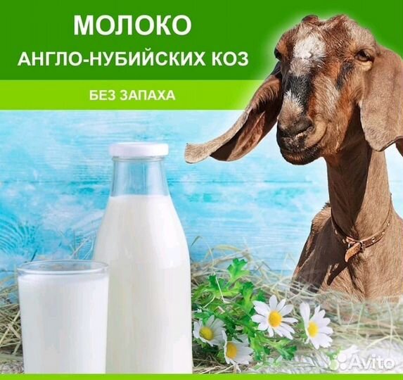 Козье молоко