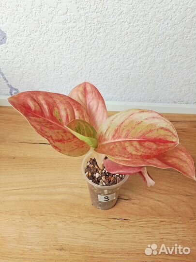 Аглаонема Эппл Фэнтези (Пинк Эмеpальд)