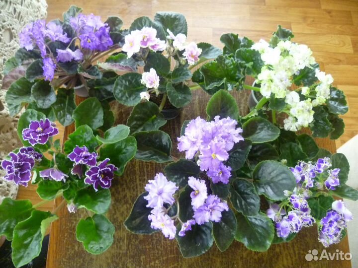 Фиалки и Стрептокарпусы - лучший подарок к 8 марта