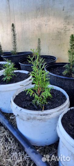 Ель голубая