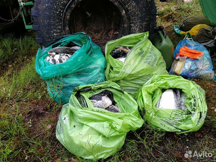 Организую охоту на гуся на болотах Архангельской