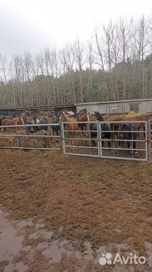 Корм для животных барда зерно смесь