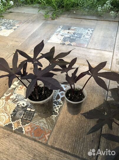 Ипомея батат