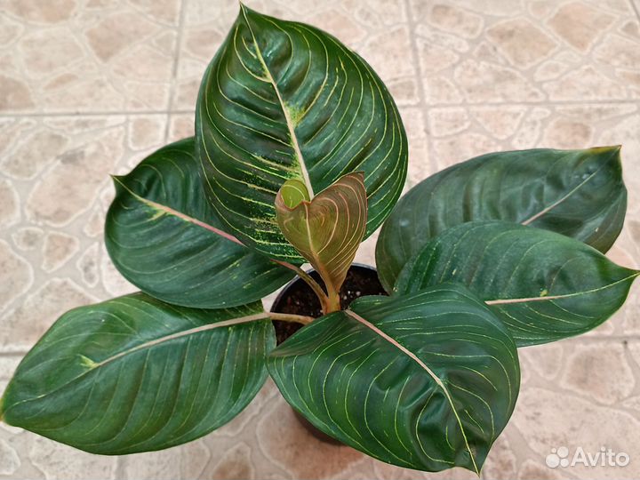 Аглаонемы тайские сортовые, 3