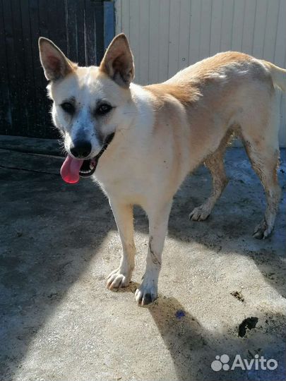 Собака в добрые руки отдам бесплатно