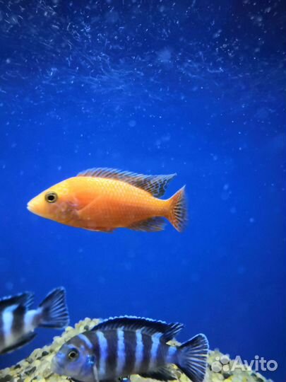 Живая рыба