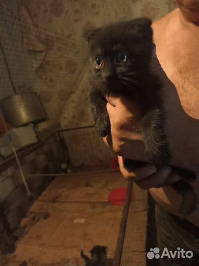Кошка