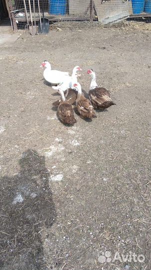 Мускусные утки