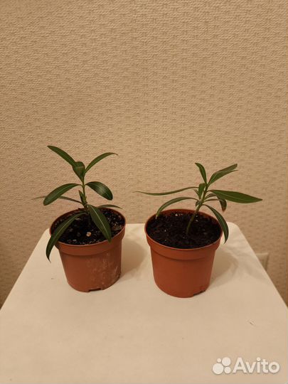 Олеандр белый махровый