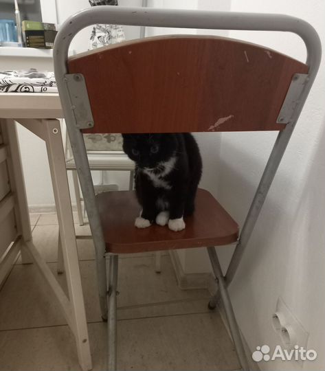 Индивидуальная передержка кошек