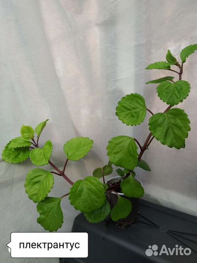 Комнатные цветы