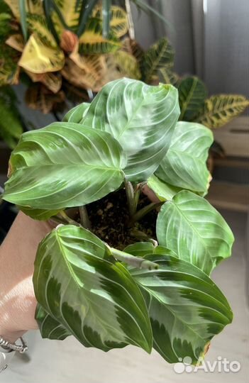 Маранта сильвер бэнд