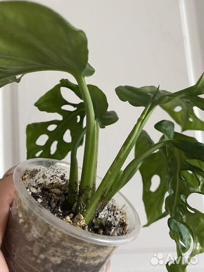 Монстера манки