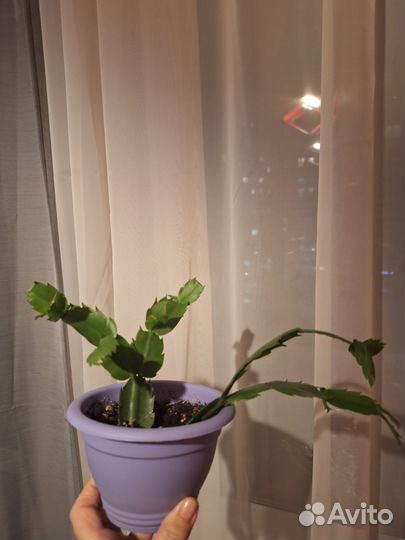 Домашний цветок декабрист