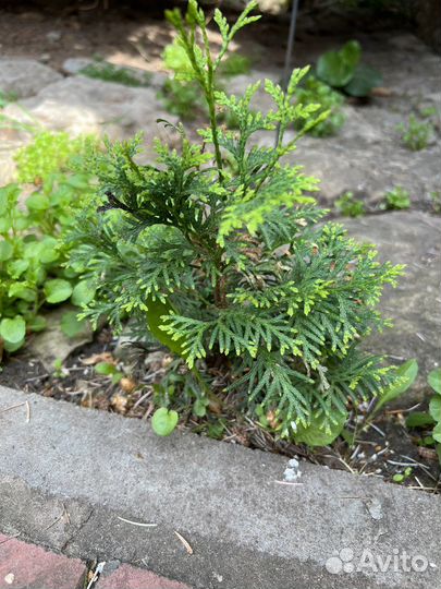 Туя колоновидная