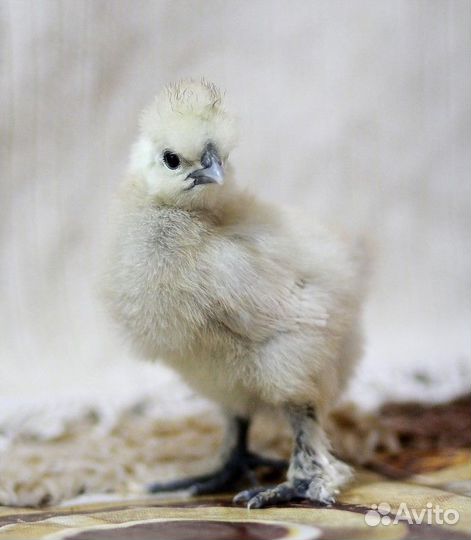 Китайские шёлковые цыплята и взрослые