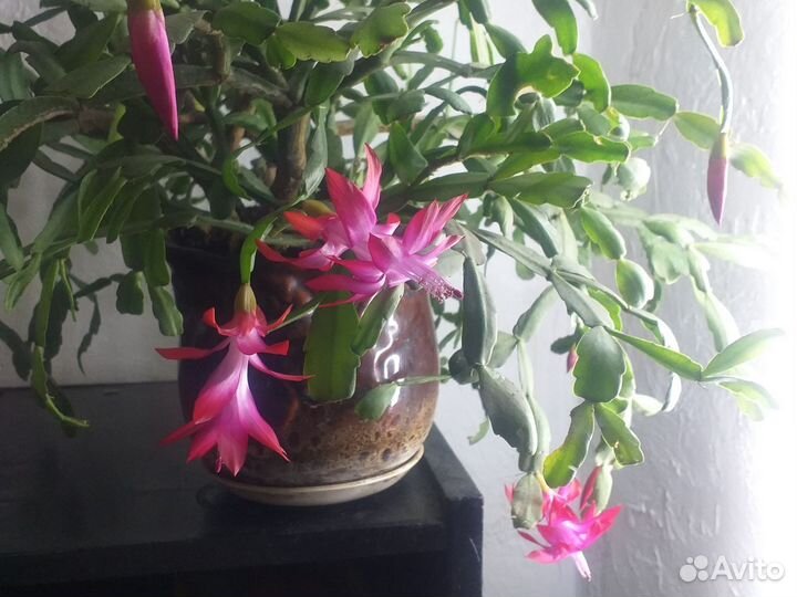 Цветок декабрист в горшке