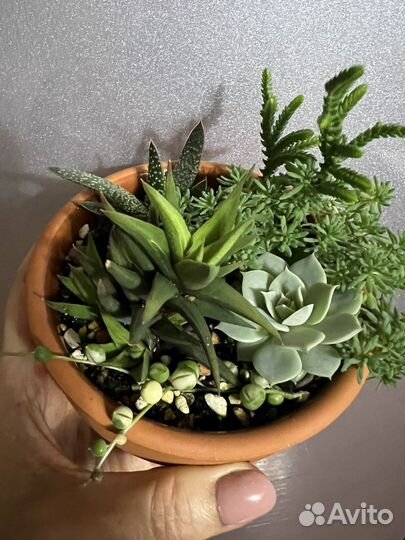 Флорариум суккуленты