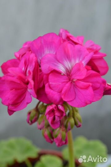 Пеларгония Karl Hagele