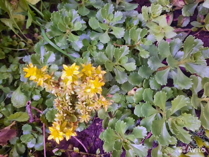 Низкие многолетники