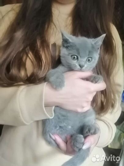 Британская девочка