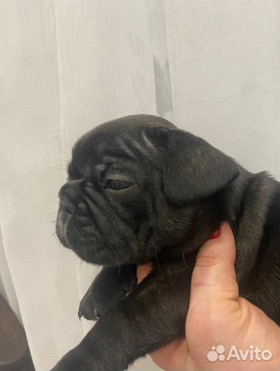 Щенки французского бульдога